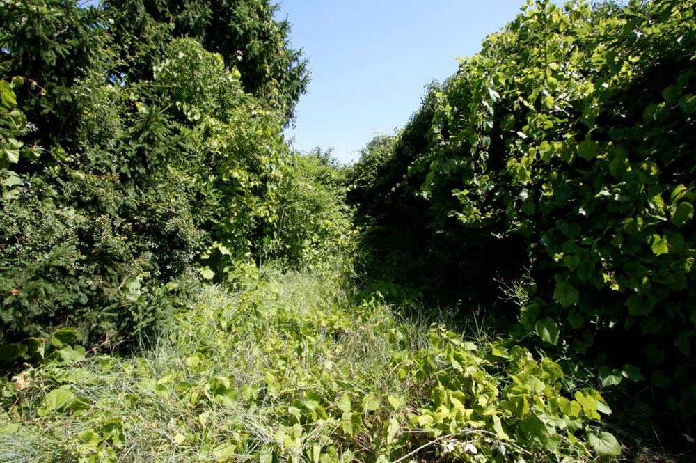 recupero zone ambientali con vegetazione spontanea a padova e venezia