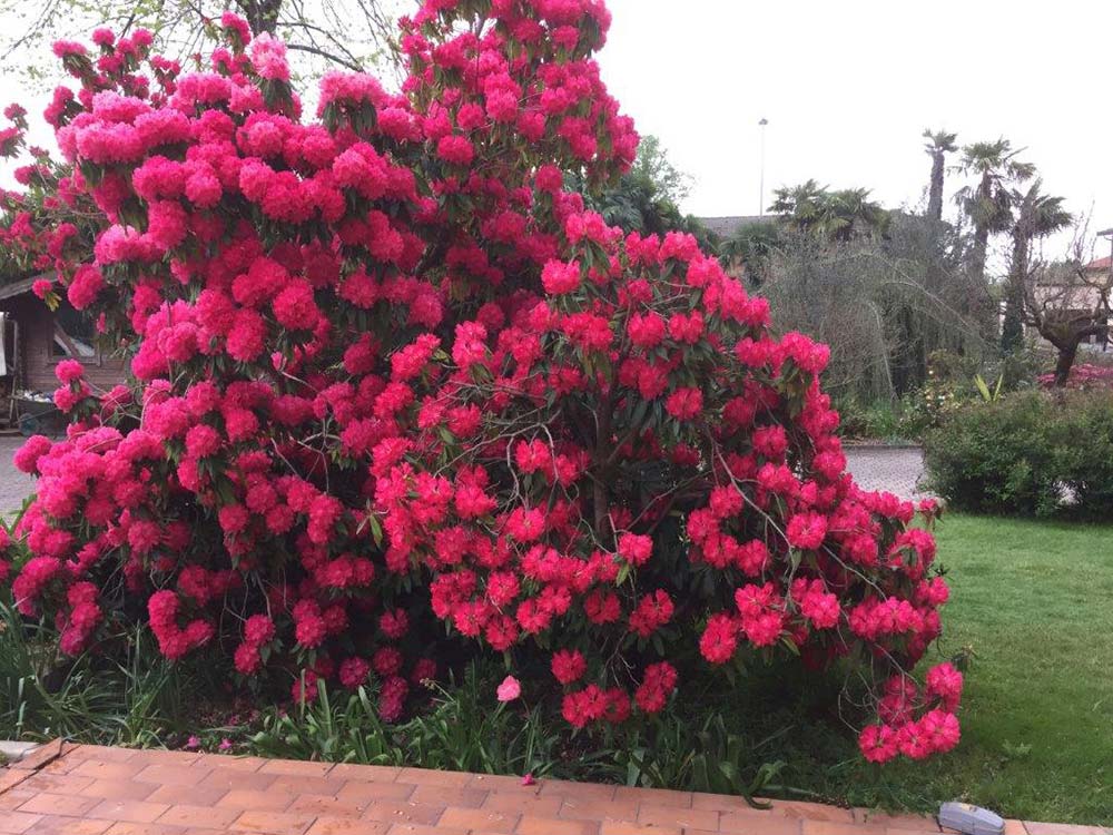 vendita pianta con fiori rosa - vivaio padova